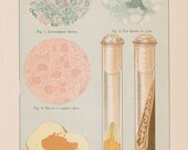 Antique Health Germs Illustration Chart - 1897 Illustrated Medical Book Plate
