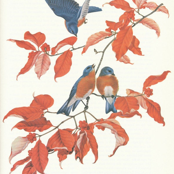 Vintage Bird Print - Eastern Bluebird - Menaboni Book Plate