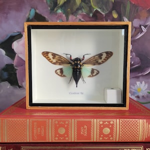 Cicadicae Exhibit Case - Butterfly Display Case, Decorative Wood Case with Glass Cover