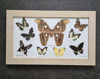 Exposición de arte de mariposas vintage: gran exhibición de mariposas, vitrina decorativa de madera con tapa de cristal.