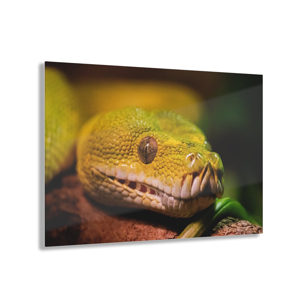 Printable Tree Boa Emerald Tree Boa Acrylic Print - Etsy