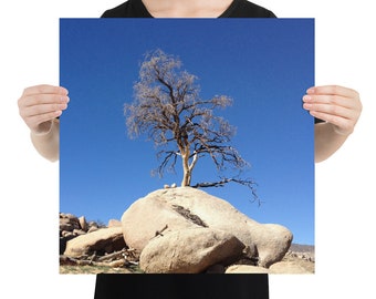 Joshua Tree Photo Print - 10x10, 12x12, 14x14, 16x16, 18x18 - Unframed