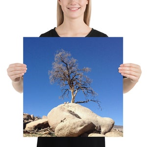 Joshua Tree Photo Print 10x10, 12x12, 14x14, 16x16, 18x18 Unframed 18×18 inches