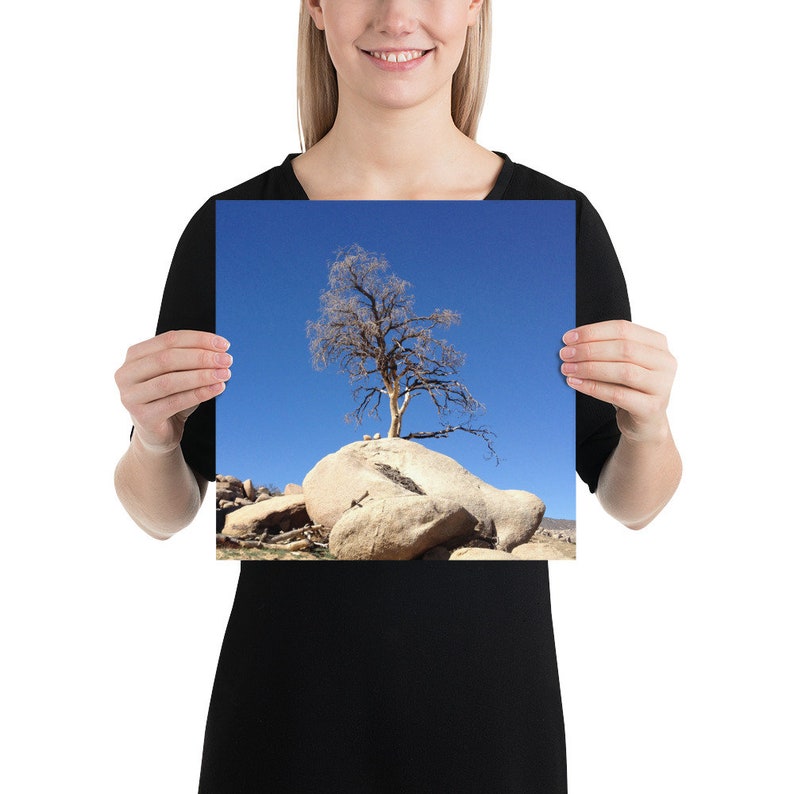 Joshua Tree Photo Print 10x10, 12x12, 14x14, 16x16, 18x18 Unframed 12×12 inches