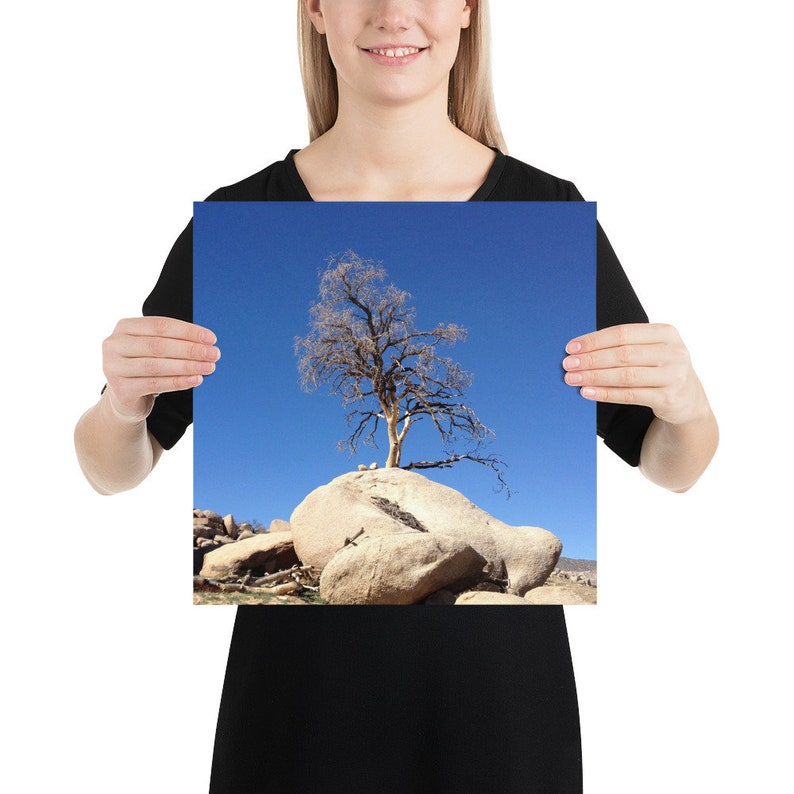 Joshua Tree Photo Print 10x10, 12x12, 14x14, 16x16, 18x18 Unframed 14×14 inches