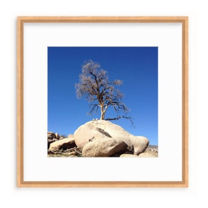 Joshua Tree Photo Print 10x10, 12x12, 14x14, 16x16, 18x18 Unframed image 6