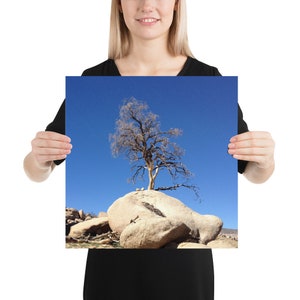 Joshua Tree Photo Print 10x10, 12x12, 14x14, 16x16, 18x18 Unframed 16×16 inches