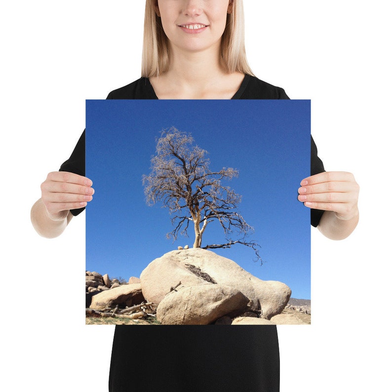 Joshua Tree Photo Print 10x10 12x12 14x14 16x16 18x18 Etsy joshua-tree-photo-print-10x10-12x12-14x14-16x16-18x18-etsy