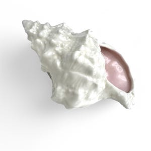 May include: A white porcelain seashell with a pink interior. The shell is detailed with ridges and textures.