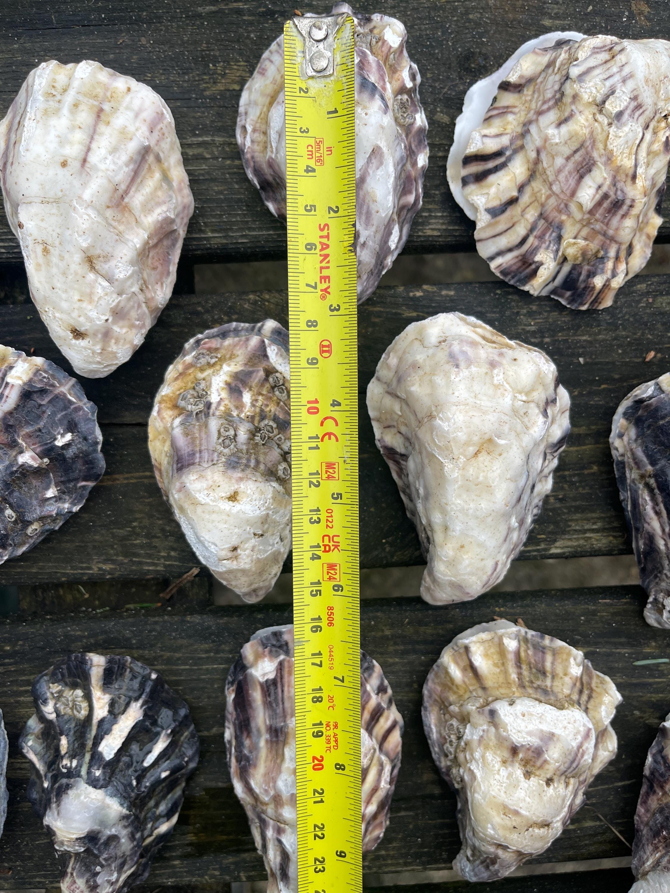 Shell Lids 50 Oyster Shells - Matching Cups & Lids - Mutlicolour Assorted Sizes - Etsy