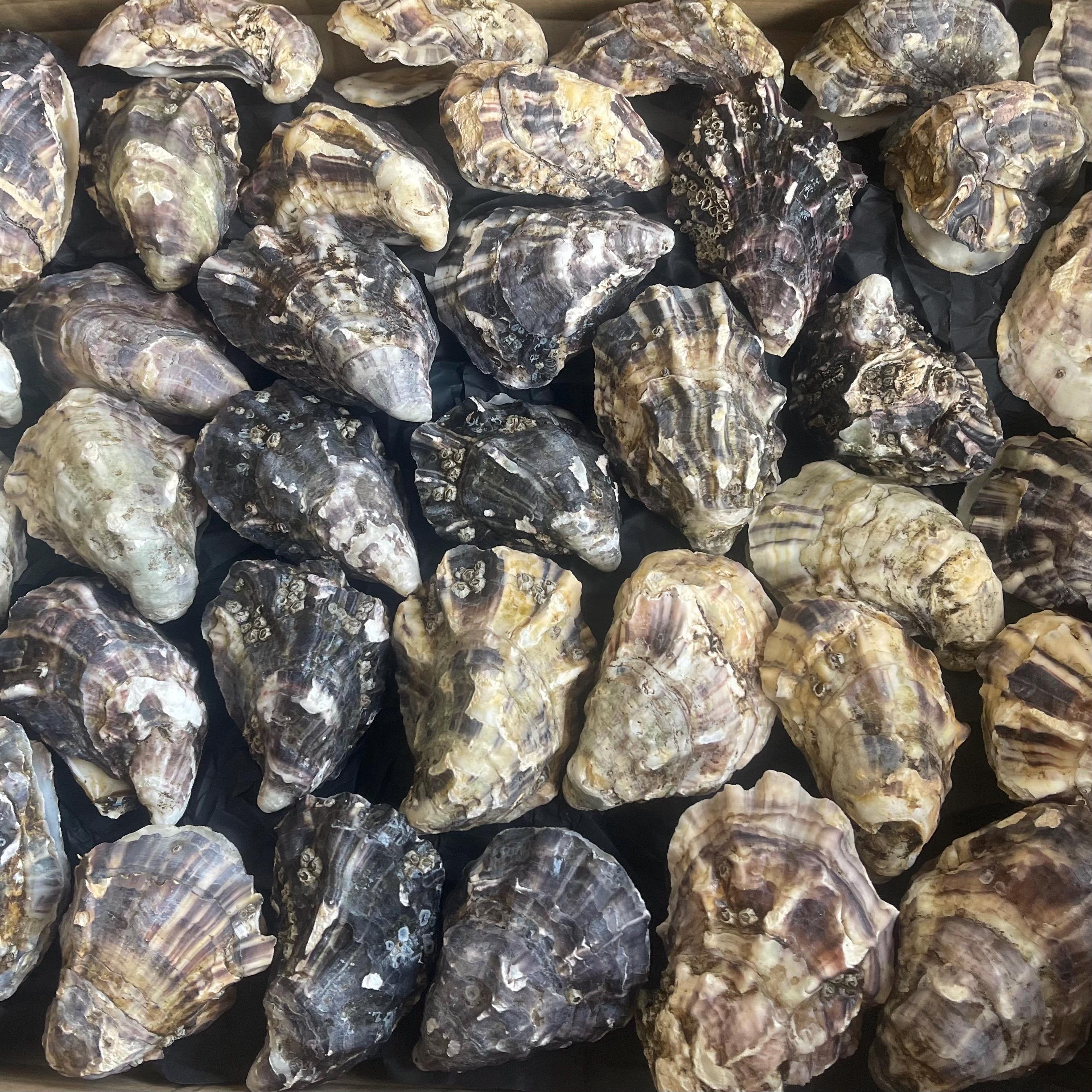 50 Oyster Shells - Matching Cups & Lids - Assorted Sizes - Etsy