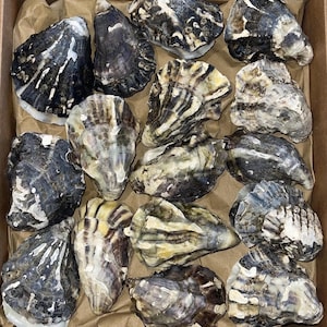 10 Oyster Shells - Matching Cup & Lid - Multicolour Assorted Sizes
