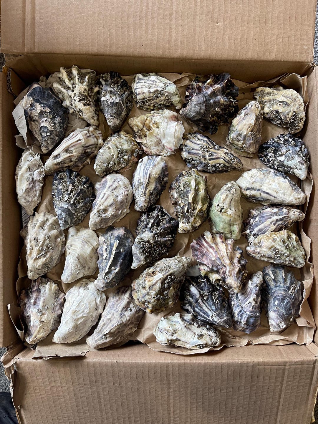 Shell Lids 50 Oyster Shells - Matching Cups & Lids - Mutlicolour Assorted Sizes - Etsy
