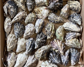 50 Oyster Shells - Matching Cups & Lids - Mutlicolour Assorted Sizes - Wedding Trinkets - Decoupage - Candle and Crafts