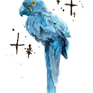 Hyacinth Macaw
