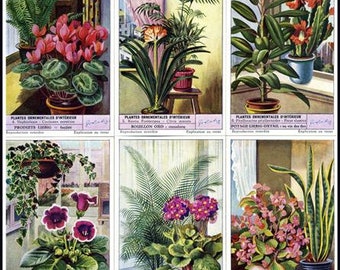 Liebig 1953 Chromolithograph Trade Cards Indoor Plants  Set of Six  Collectors Set of 6 Indoor Plants  by Liebig