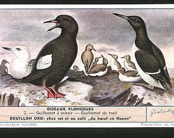 Liebig 1955   Chromolithograph Trade Cards Diving Birds   Set of Six  Collectors Set of 6 Diving Birds  by Liebig
