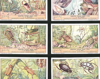Liebig 1937 Chromolithograph Trade Cards Aquatic Insects Set of Six  Collectors Set of 6 Aquatic Insects by Liebig