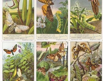 Liebig 1953  Chromolithograph Trade Cards Natural History of Spices  Set of Six  Collectors Set of 6 Natural History of Spices  by Liebig