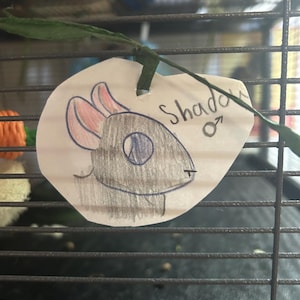 Custom Rat Cage Tags, Pet Portrait, Name Tag, Sign
