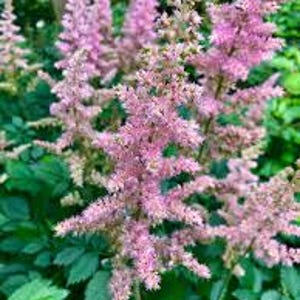 Astilbe 'Visions in Pink'