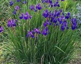 Siberian Iris-Blue