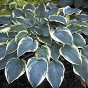 Hosta - First Frost