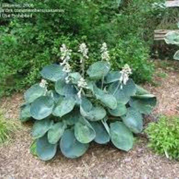 Hosta - Abiqua Drinking Gourd