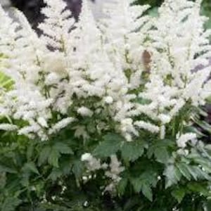 Bridal Veil Astilbe - White
