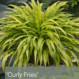 Hosta &#39;Curly Fries&#39;