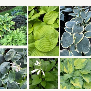 Hosta Shade Garden - Assortment of 6 Hosta&#39;s