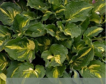 Hosta 'Lakeside Paisley Print'