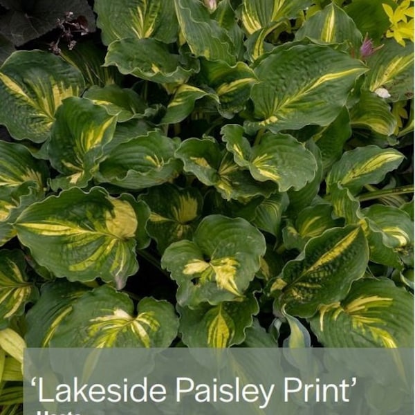 Hosta 'Lakeside Paisley Print'
