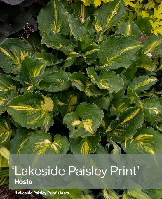 Hosta 'Lakeside Paisley Print'