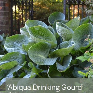 Hosta &#39;Abiqua Drinking Gourd&#39;
