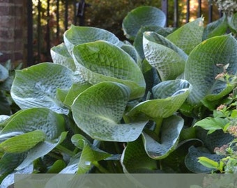 Hosta 'Abiqua Drinking Gourd'