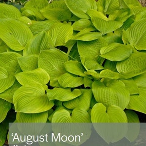 Hosta &#39;August Moon&#39;