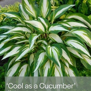 Hosta &#39;Cool as a Cucumber&#39;