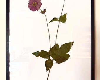 Pressed Flower Frame - Japanese Anemone I