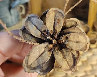 Pinecone flowers for Crafts, Wedding Decor, Bouquets, and Holidays