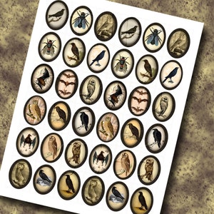 May include: A sheet of 36 oval-shaped stickers featuring vintage illustrations of owls, bats, crows, and insects. The stickers are black and white with brown accents.