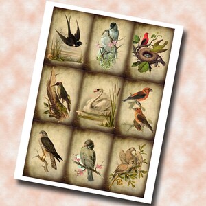 BIRDS In Nature PRiMiTiVe Romantic Vintage ArT TaGS/CaRDS INSTaNT DOWNLoAD Printable Collage Sheet Download JPG Digital File image 2