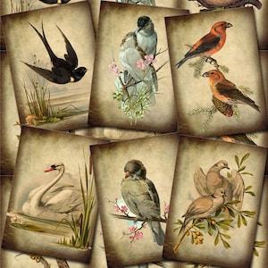 BIRDS In Nature PRiMiTiVe Romantic Vintage ArT TaGS/CaRDS INSTaNT DOWNLoAD Printable Collage Sheet Download JPG Digital File image 1