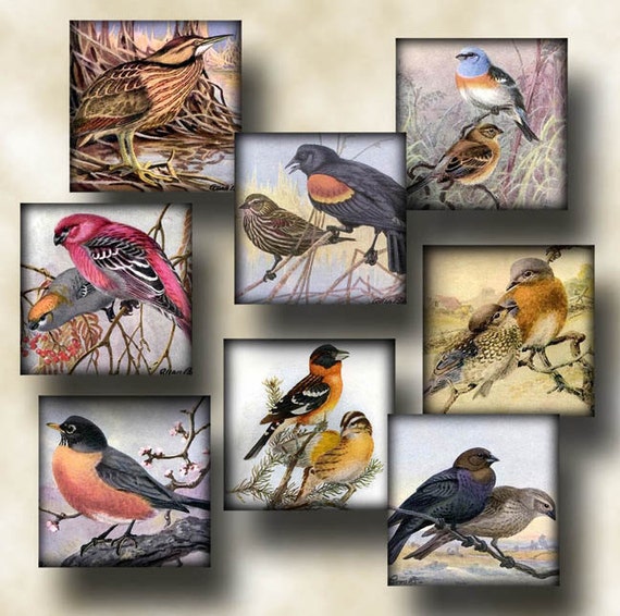 Assorted Birds - Feathered Friends-Vintage Art 1.5" Squares-INSTaNT DOWNLoAD- Printable Collage Sheet JPG Digital File Il_570xn