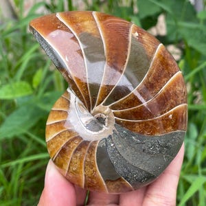Puede incluir: Concha de nautilus fosilizada y pulida, con un patrón en espiral. La concha muestra una gama de colores, incluyendo marrón, beige y gris, con un acabado brillante. El nautilus se sostiene en una mano, sobre un fondo de follaje verde.