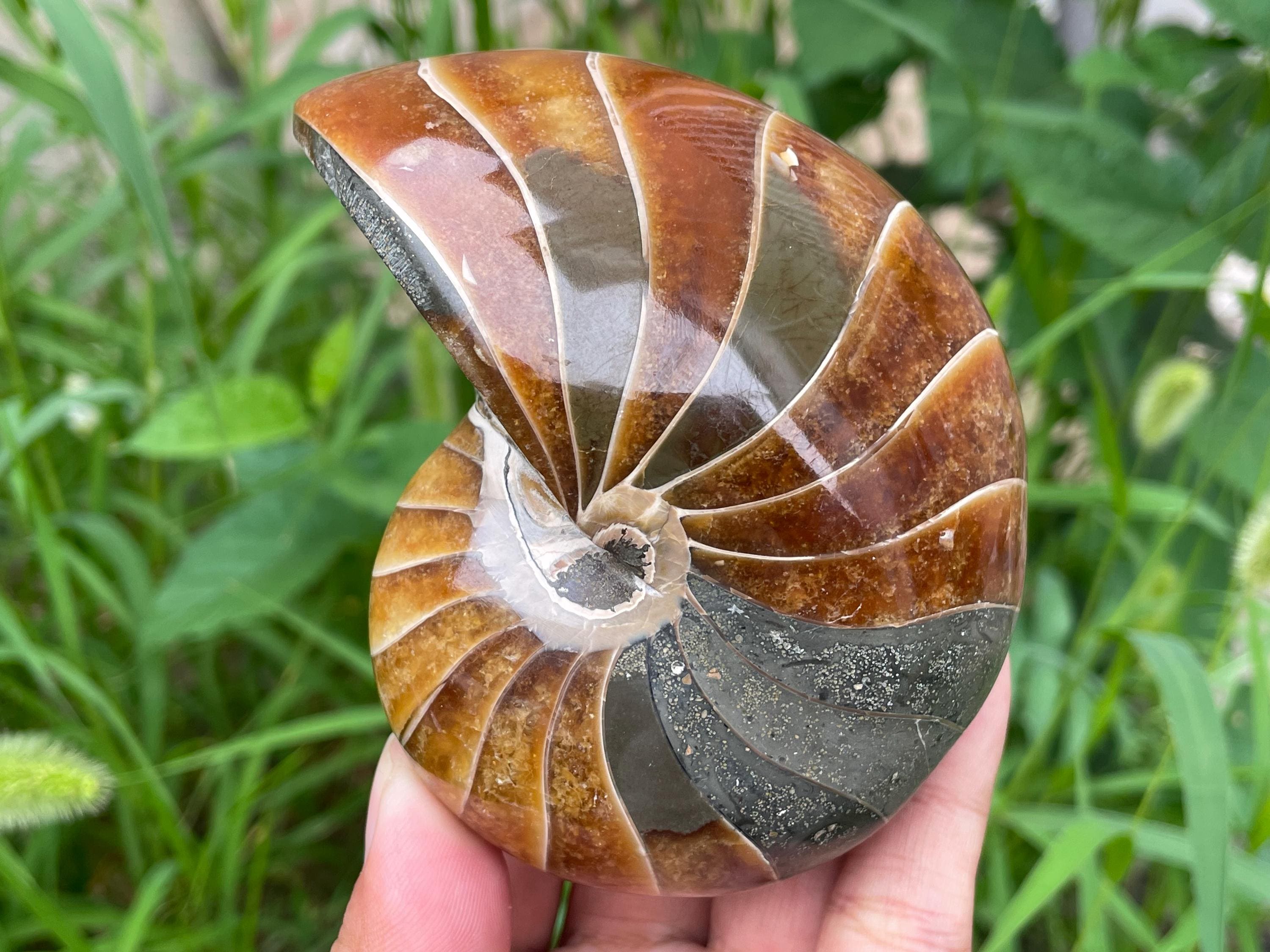 Natural Nautilus Fossil: Conch Specimen, Crystal Healing Decor - Etsy
