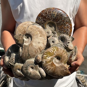 11.8&quot; Natural Ammonite fossil,Conch specimen,Crystal fossil,Quartz Crystal fossil,Home decoration,Crystal gifts,Crystal healing LU-8