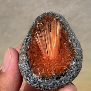 Puede incluir: Una pequeña roca redonda gris con una cavidad llena de un grupo de cristales de color naranja brillante en forma de aguja.