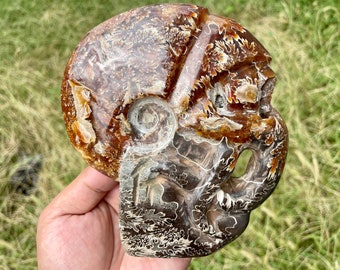 Hand Carved Ammonite Fossil Skull: Crystal Healing Decor (5.12")