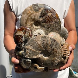 12.6&quot; Natural Ammonite fossil,Conch specimen,Crystal fossil,Quartz Crystal fossil,Home decoration,Crystal gifts,Crystal healing LU-1